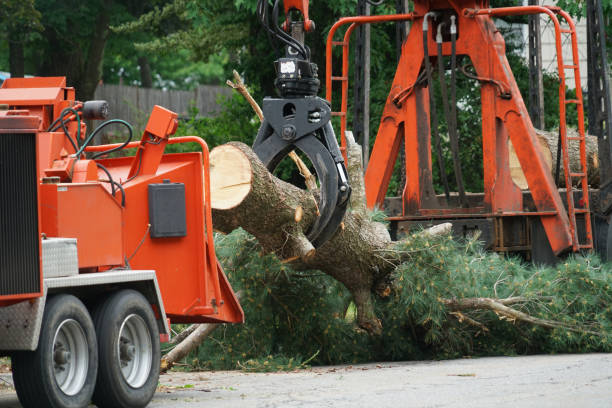 How Our Tree Care Process Works  in Cleona, PA